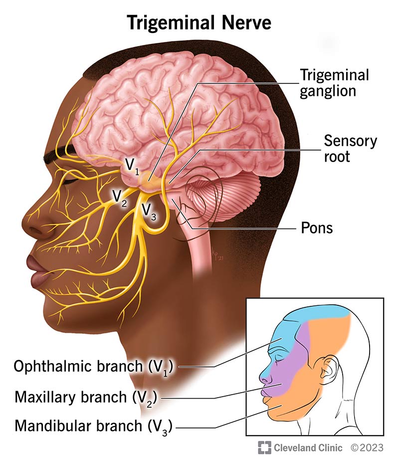 Head and Facial